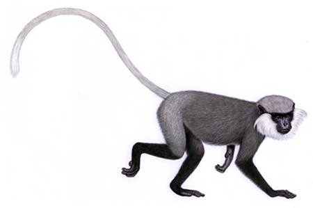 Picture 5 of Announced 25 most endangered primates in the world