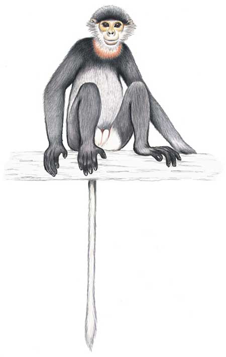 Picture 6 of Announced 25 most endangered primates in the world