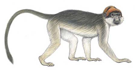 Picture 7 of Announced 25 most endangered primates in the world