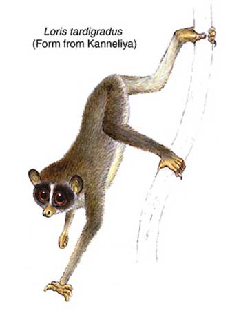 Picture 8 of Announced 25 most endangered primates in the world