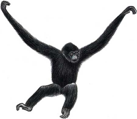 Picture 9 of Announced 25 most endangered primates in the world