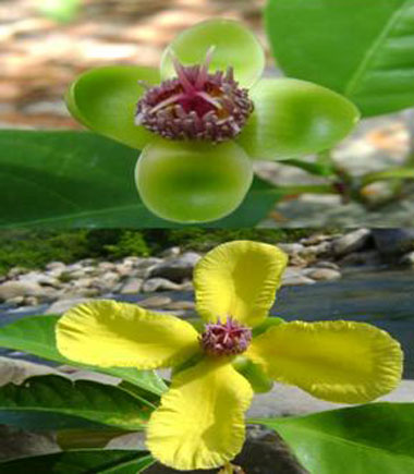 Picture 1 of Announcing 3 new plant species in Vietnam