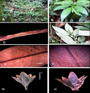 Picture 2 of Announcing 3 new plant species in Vietnam