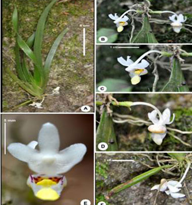 Picture 3 of Announcing 3 new plant species in Vietnam
