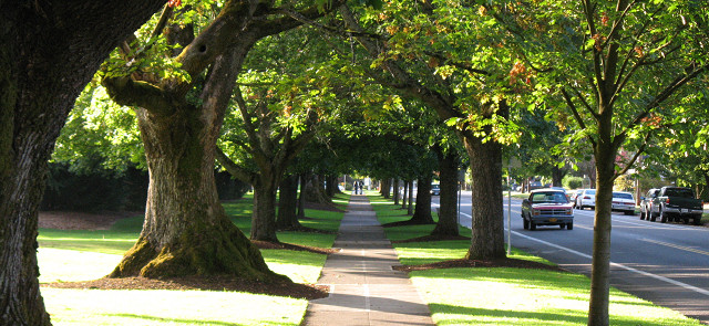 Picture 3 of Announcing controversy: Planting trees can make cities more polluted?
