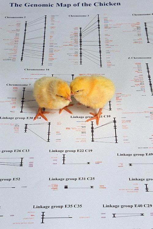 Picture 1 of Announcing the genome of 150 types of avian influenza viruses
