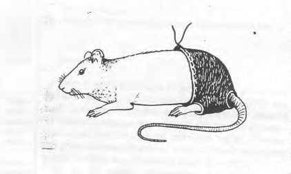 Picture 2 of Announcing the Ig Nobel Prize 2016
