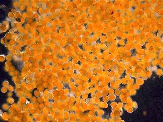 Picture 4 of Anomalies orange causes Alaskan tumors