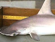 Picture 1 of Another species of shark is found in nature