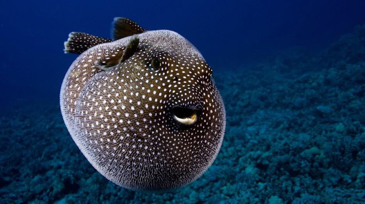 Picture 3 of Answer the mystery behind the world's most poisonous frog
