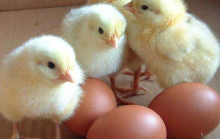 Picture 1 of Answers of scientists: Chicken before eggs!