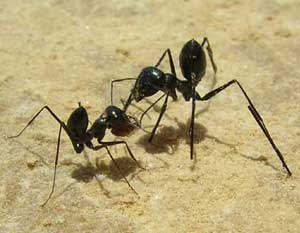 Picture 2 of Ant counts the steps to find the way home