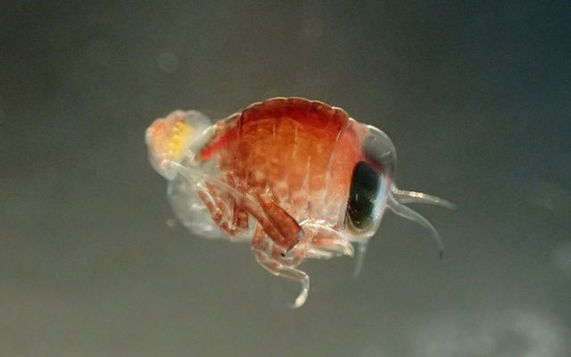 Picture 3 of Antarctic crustaceans know 'kidnapping' for self-defense