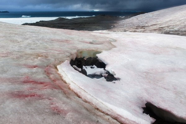 Picture 1 of Antarctic snow ice is not only white