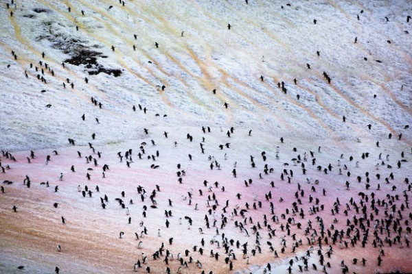 Picture 2 of Antarctic snow ice is not only white