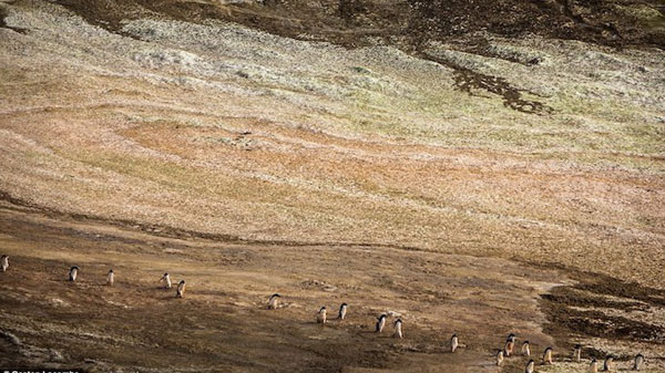 Picture 7 of Antarctic snow ice is not only white