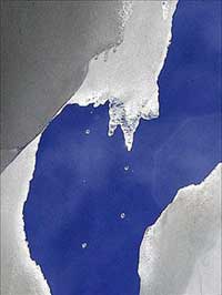 Picture 1 of Antarctic temperatures are rising fast