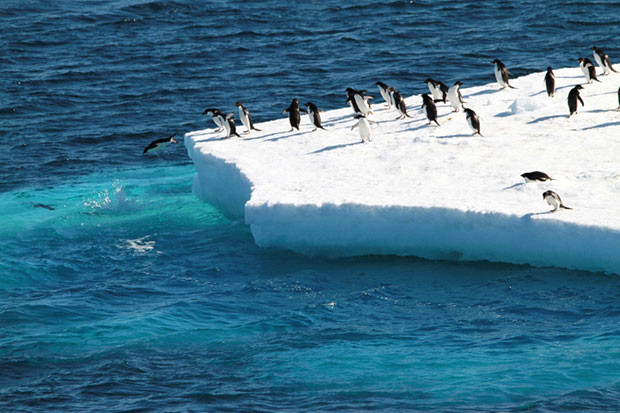 Picture 1 of Antarctica recorded a record snowfall due to ... Earth warming