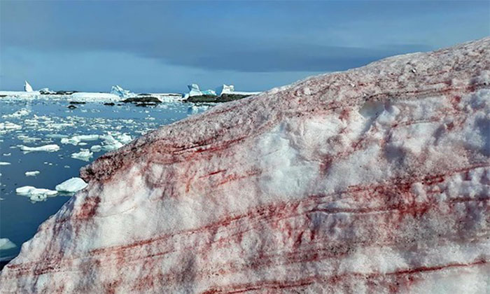 Picture 1 of Antarctica unexpectedly appeared 'watermelon snow'