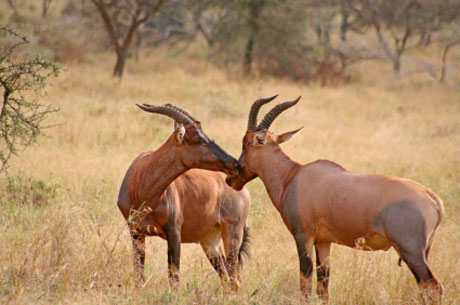 Picture 1 of Antelopes fool children into mating