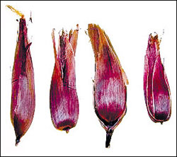 Picture 1 of Anti-cancer corn purple