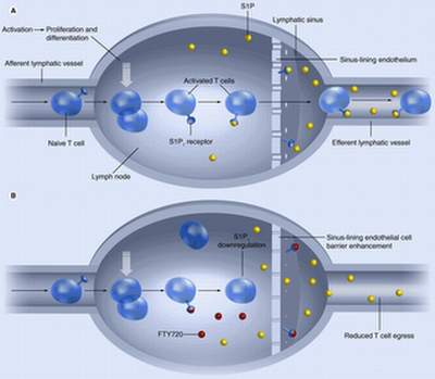 Picture 3 of Anti-cancer drugs: Miracle test