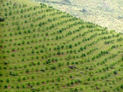 Picture 1 of Anti-CO2 emissions: Vietnam is at the forefront of the region