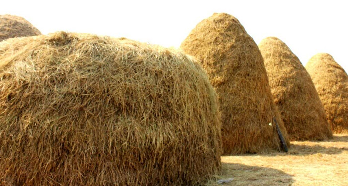 Picture 2 of Anti-cold measures for cattle