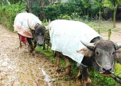 Picture 3 of Anti-cold measures for cattle
