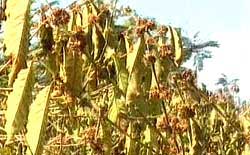 Anti-drought by microorganisms images 1