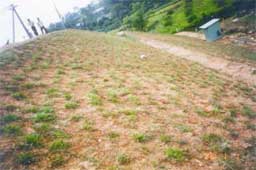 Picture 3 of Anti-erosion for soil by ... polymer!