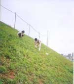 Picture 4 of Anti-erosion for soil by ... polymer!