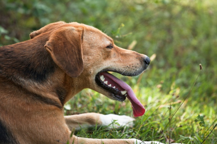 Picture 1 of Anti-hot tactics of animals