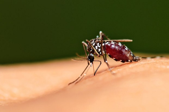 Picture 1 of Anti-malarial anti-cholesterol drugs