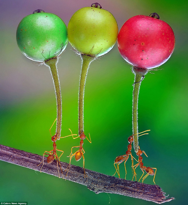 ants-carry-fruit-5-times-larger-than-the-body