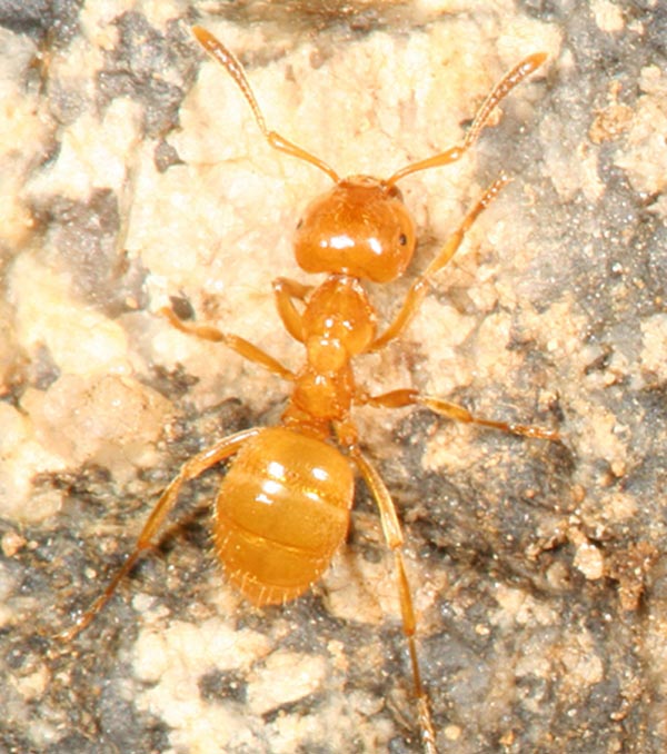 Picture 1 of Ants control the Amazon forest