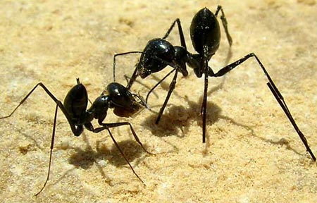 Picture 1 of Ants determine direction by smell