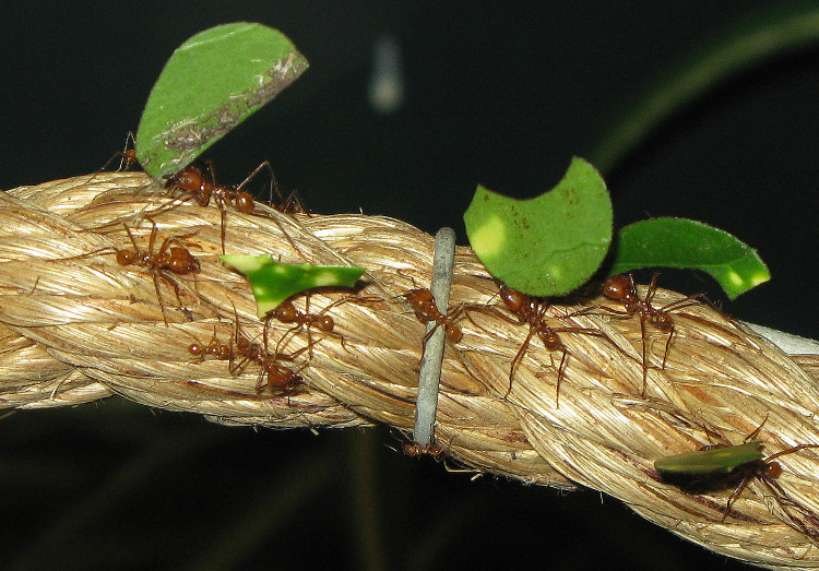 Picture 2 of Ants have known 'cultivation' since ... 60 million years ago