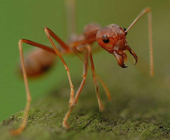 Picture 2 of Ants will discover the aging process in humans