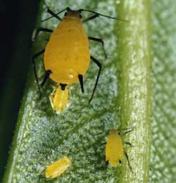Picture 1 of Aphis's ladybug - the mortal enemy of the coincidence