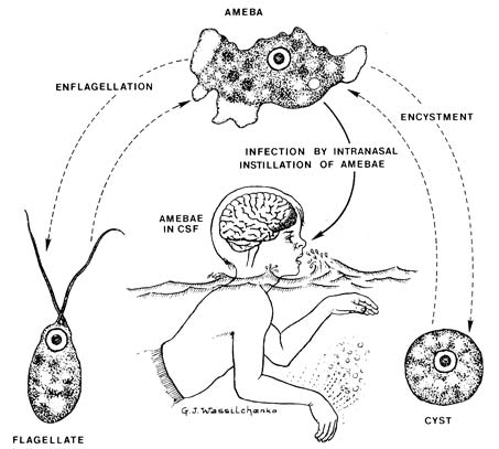Picture 2 of Appeared amoeba eats human brain