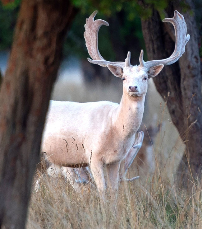 Picture 2 of Appeared mythical white deer is extremely rare
