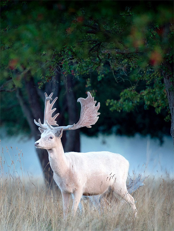 Picture 3 of Appeared mythical white deer is extremely rare