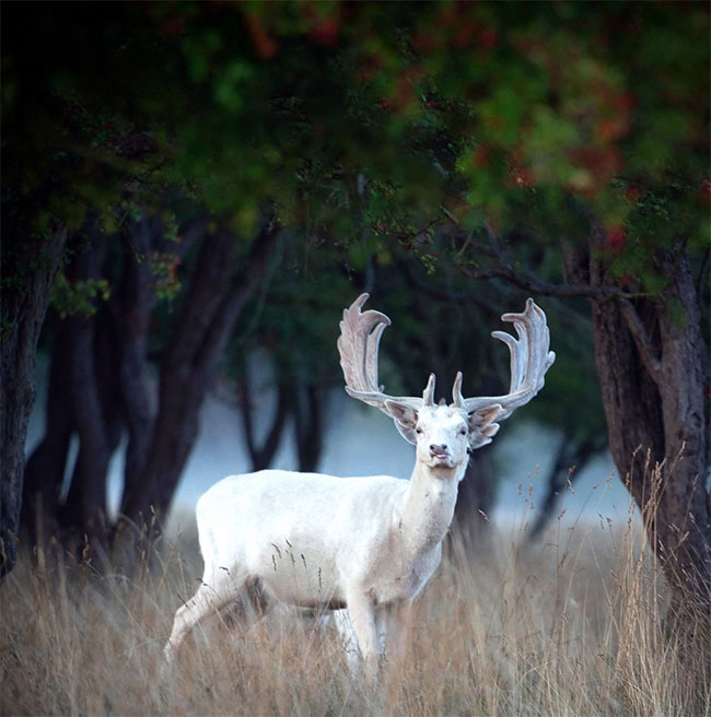 Picture 4 of Appeared mythical white deer is extremely rare