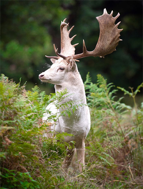 Picture 5 of Appeared mythical white deer is extremely rare