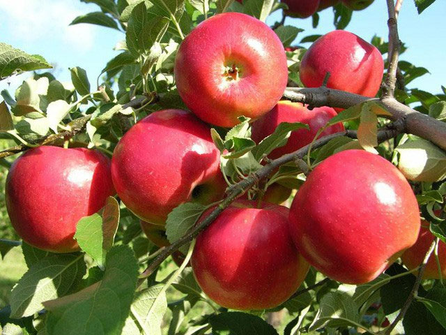 Picture 2 of Apples are extremely good for health but not everyone knows how to eat properly