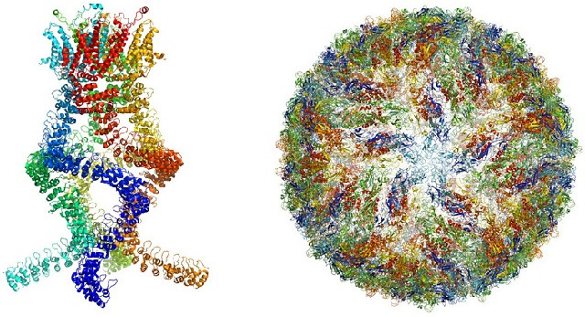 Picture 2 of Application of biomolecular imaging techniques to win the Nobel Prize