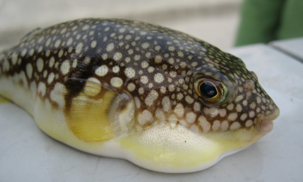 Picture 1 of Application of poison in puffer fish for pain reliever