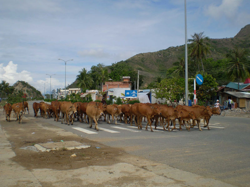 Picture 1 of Application of science and technology increases the quality of cows