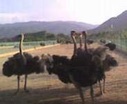Picture 1 of Applying IT in ostrich farming